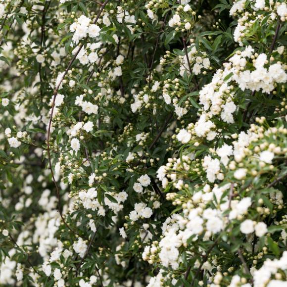 Rosa Banksiae alba plena