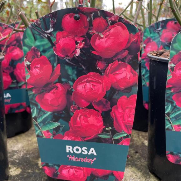 Rosa Morsday