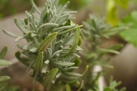 Rosmarinus officinalis