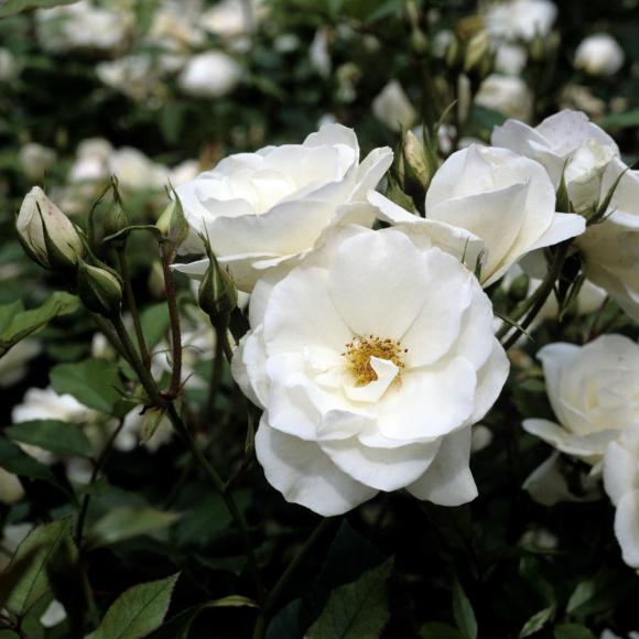 Rosa (F) 'Schneewittchen'