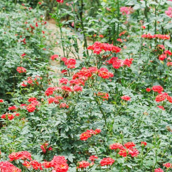 Rosa 'Rote The Fairy'
