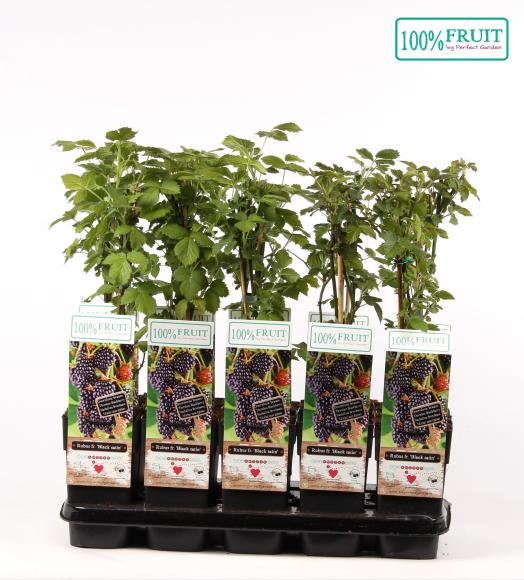BIO Rubus fruticosus 'Black Satin'