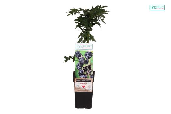 BIO Rubus fruticosus 'Thornless Evergreen'