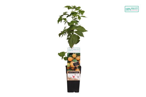 Rubus idaeus 'Fallgold'