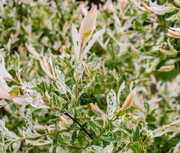 Salix integra 'Hakuro Nishiki'