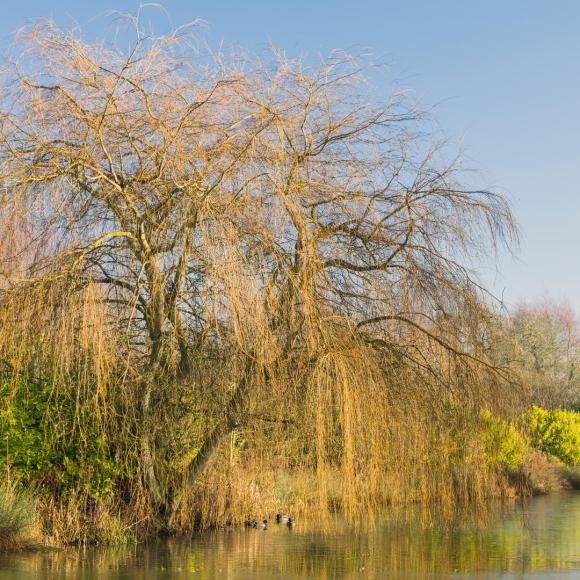 Salix sepulcralis 'Chrysocoma'