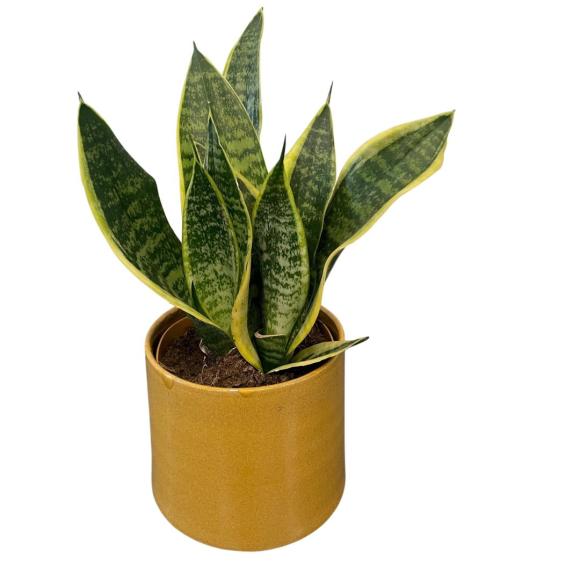 Sanseviera 'Futura Superba'