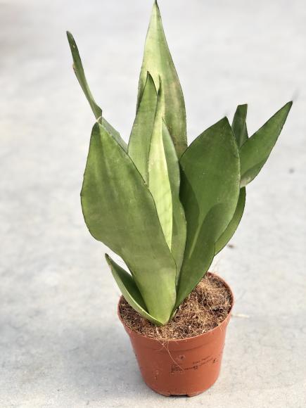 Sansevieria trifa. 'Moonshine'