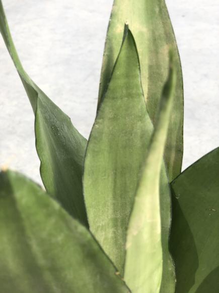 Sansevieria trifa. 'Moonshine'