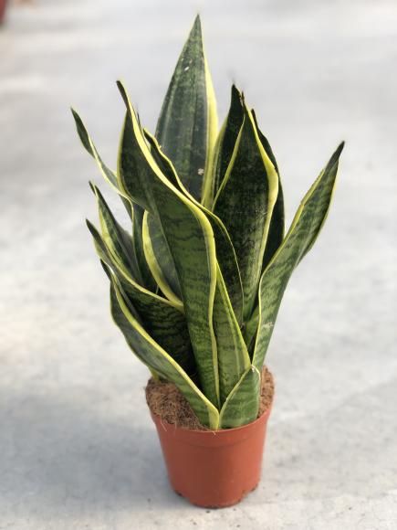 Sansevieria trifa. 'Robusta'