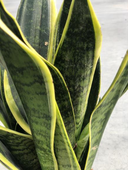 Sansevieria trifa. 'Robusta'