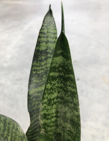 Sansevieria trifa. 'Zeylanica'