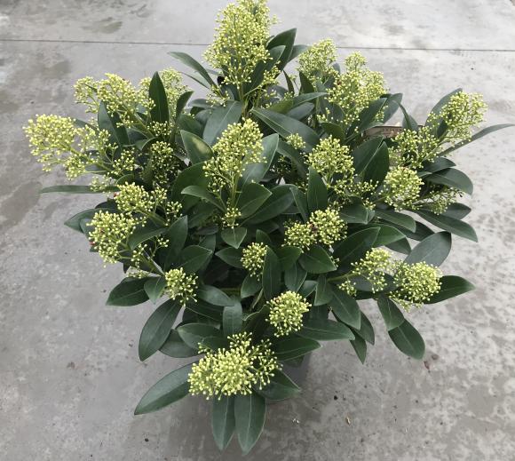 Skimmia japonica 'Finchy'