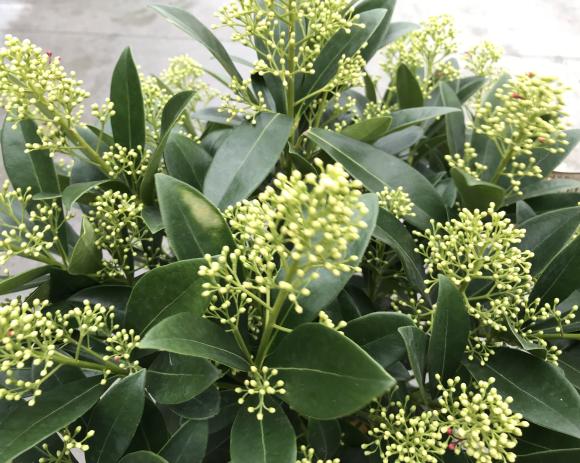 Skimmia japonica 'Finchy'