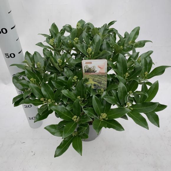 Skimmia japonica 'Fragrans Cloud'