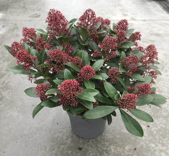 Skimmia japonica 'Rubella'