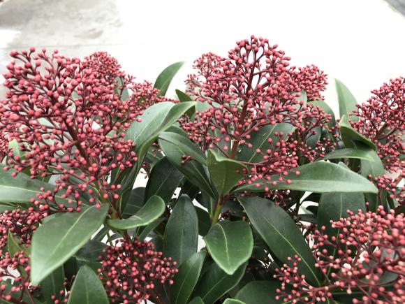 Skimmia japonica 'Rubella'