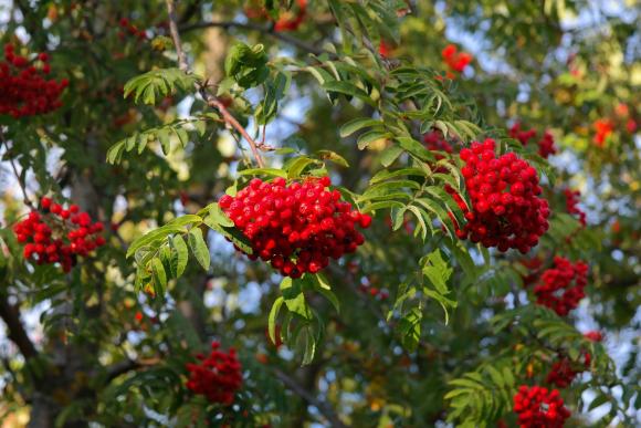 Sorbus aucuparia 'Wettra'