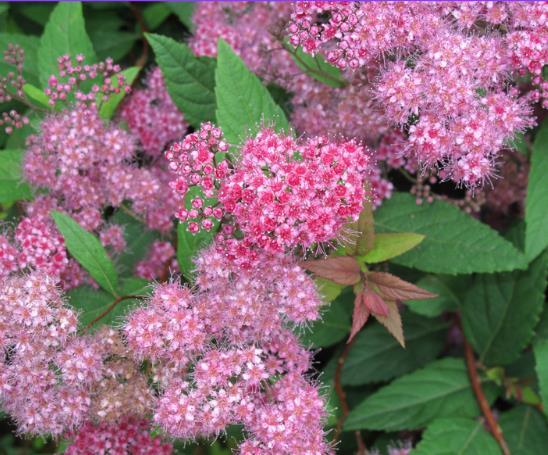Spiraea bumalda 'Anthony Waterer'