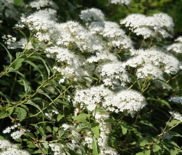 Spiraea japonica 'Albiflora'