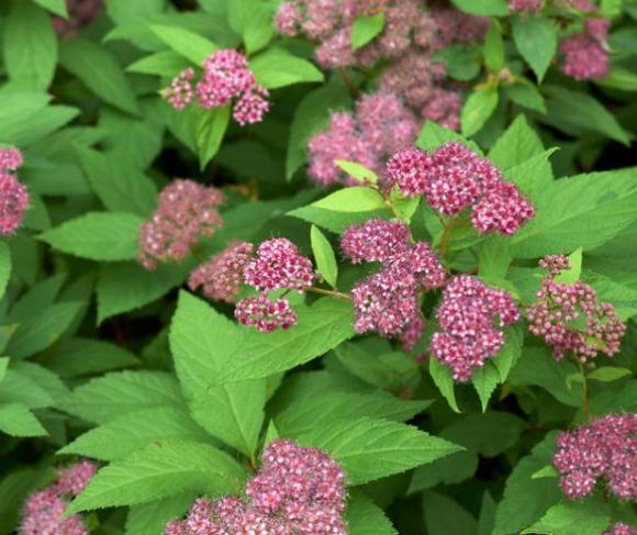 Spiraea japonica 'Firelight'
