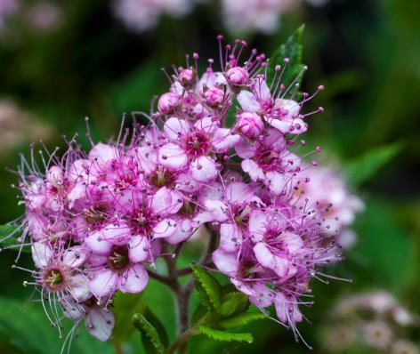 Spiraea japonica 'Little Princes'