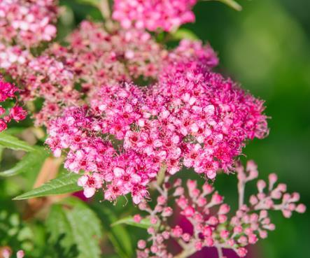Spiraea japonica 'Manon'