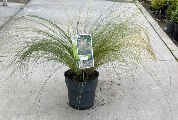 Stipa tenuissima 'Pony Tails'