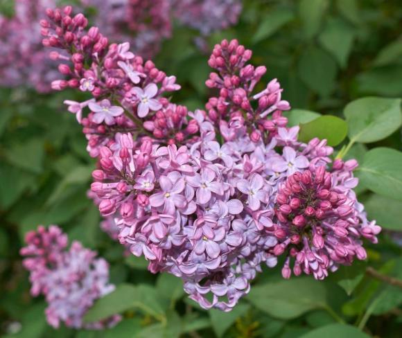 Syringa vulg. 'Charles Joly'