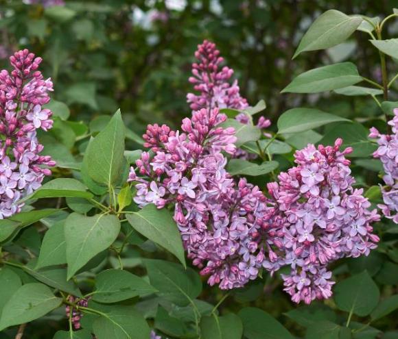 Syringa vulg. 'Katherine Havemeyer'