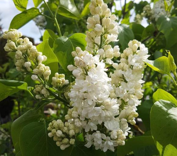 Syringa vulg. 'Mme Lemoine'