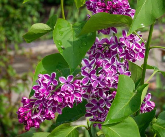 Syringa vulg. 'Sensation'