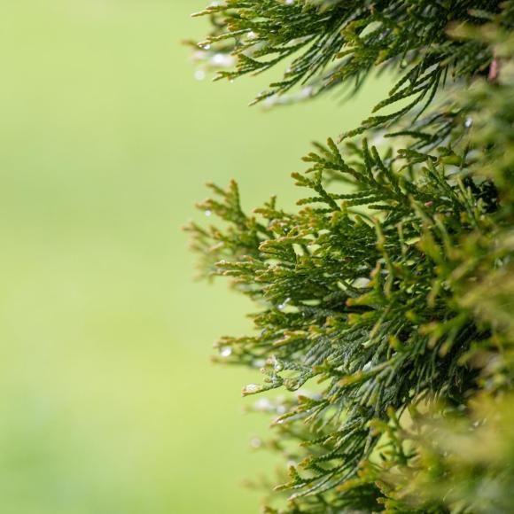 Thuja occ. 'Smaragd'