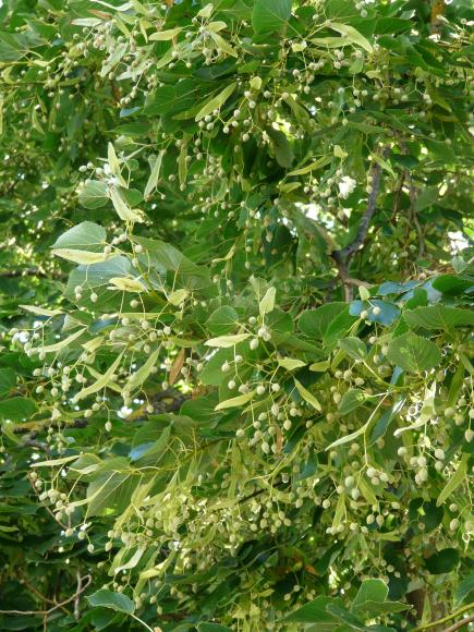 Tilia tomentosa Brabant