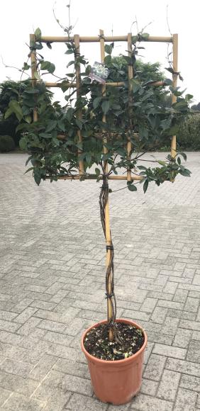 Trachelospermum jasminoides