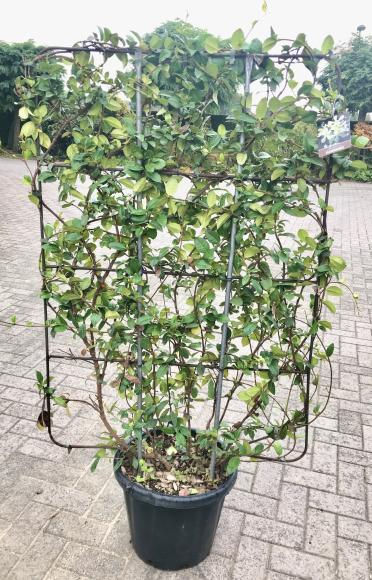 Trachelospermum jasminoides