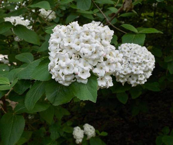 Viburnum carlcephalum