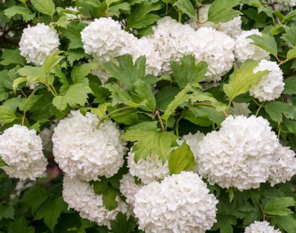 Viburnum 'Eskimo'