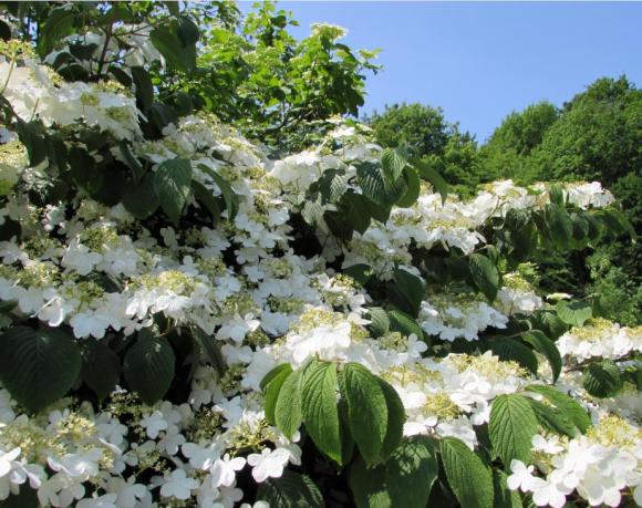 Viburnum plicatum 'Mareisii'