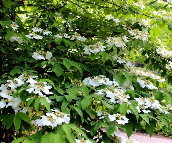 Viburnum plicatum 'Mareisii'