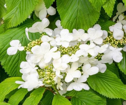 Viburnum plicatum 'Watanabe'