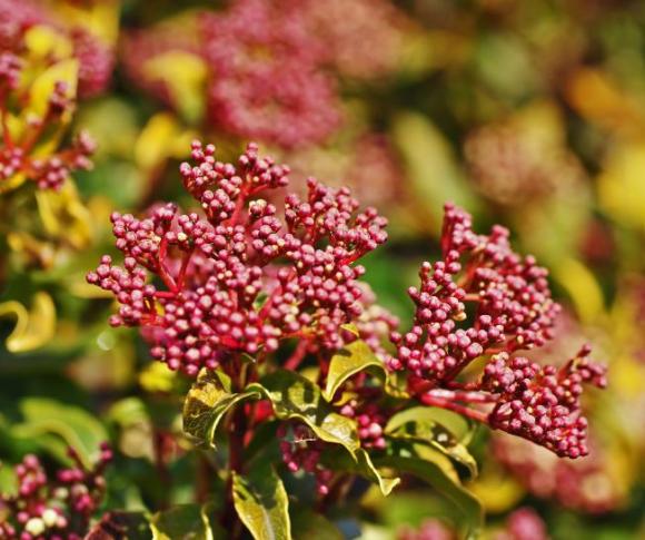 Viburnum tinus 'Spirit'