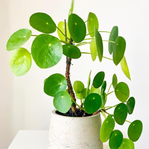 Pilea peperomioides