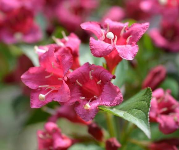 Weigela 'Bristol Ruby'