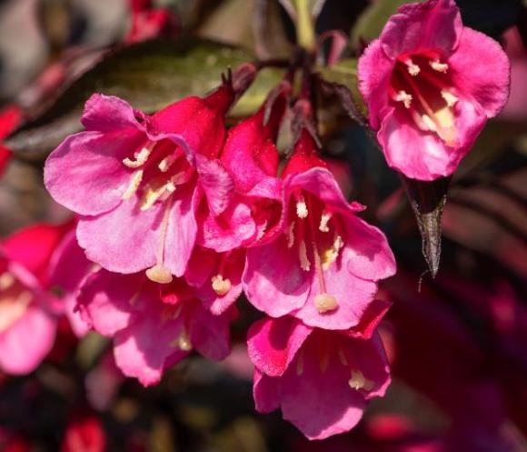 Weigela 'Nana Purpurea'
