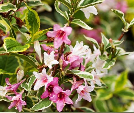Weigela 'Nana Variegata'
