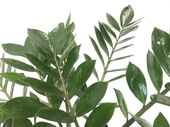 Zamioculcas zamifolia