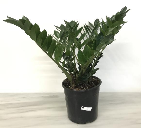 Zamioculcas zamifolia