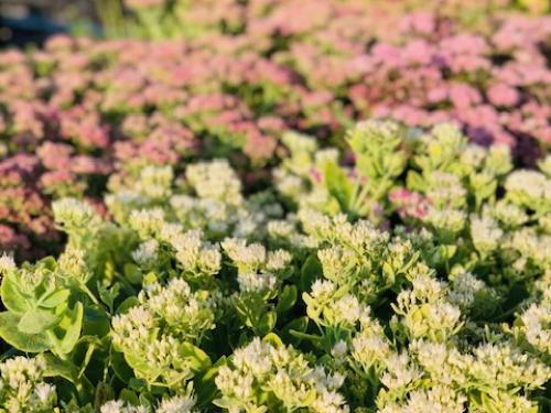 Sedum