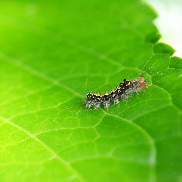 Bestrijdingsmiddelen